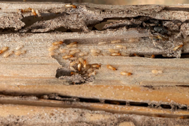 Best Affordable Pest Control Services  in South Brooksville, FL