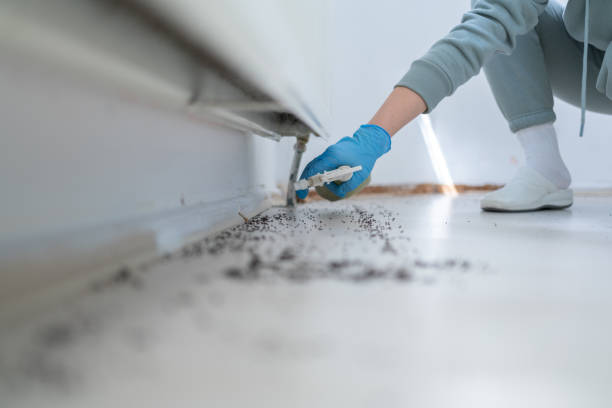 Best Rat Extermination Near Me  in South Brooksville, FL